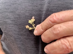 Malacothamnus foliosus