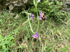 Ophrys oestrifera