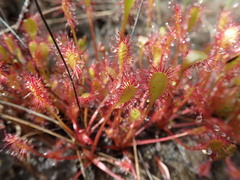 Drosera