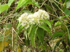 Koanophyllon albicaule