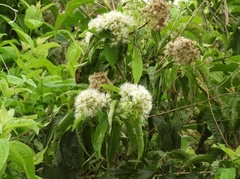 Koanophyllon albicaule