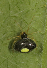 Theridula