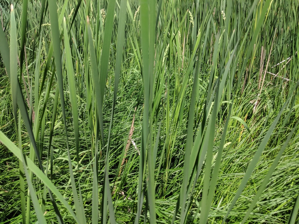 Emory's sedge from Stow, OH, USA on June 7, 2019 at 03:57 PM by Summit ...