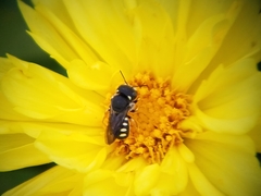 Pseudoanthidium nanum