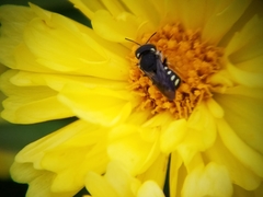 Pseudoanthidium nanum