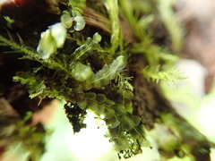 Chiloscyphus polyanthos