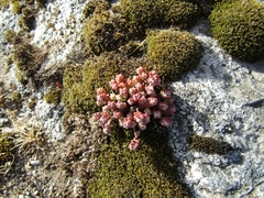 Sedum brevifolium