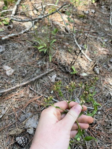 Image of Sericocarpus linifolius by (c) harrier, some rights reserved (CC BY)