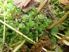 Pellia neesiana