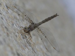 Neurocordulia molesta