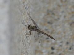 Neurocordulia molesta