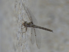 Neurocordulia molesta