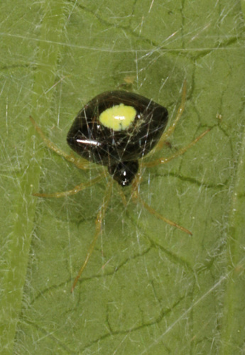 Emerton's Bitubercled Cobweaver