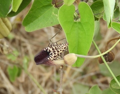 Aristolochia taliscana