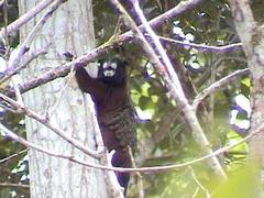Saguinus fuscicollis