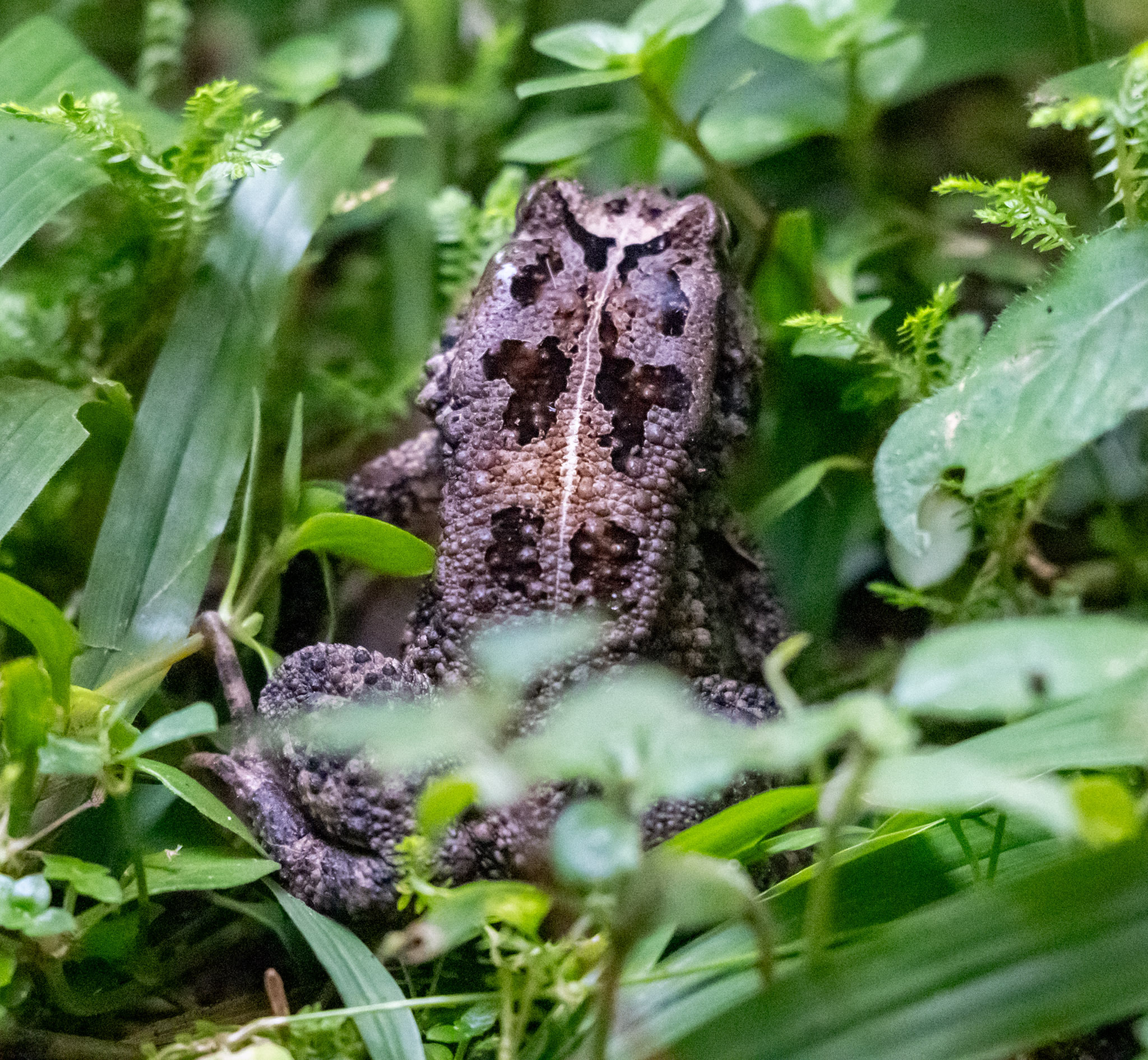 Kisolo Toad photo 3