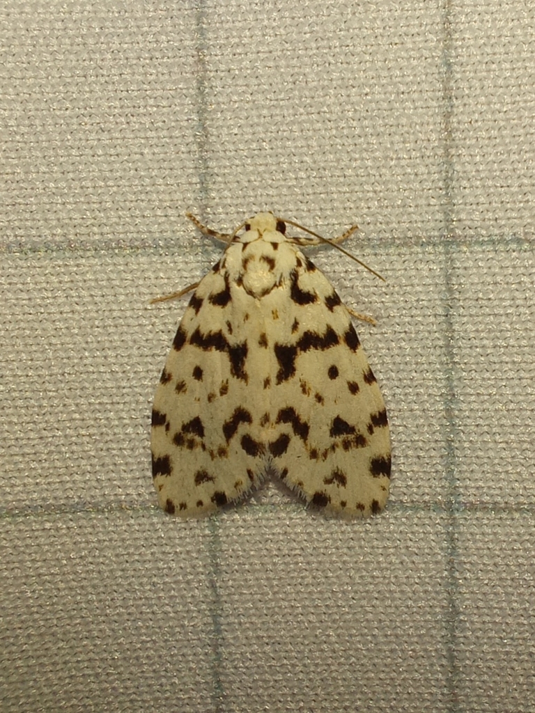 Clemensia ophrydina