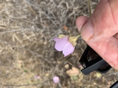 Malacothamnus foliosus