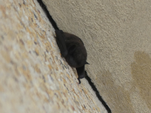 Evening Bat