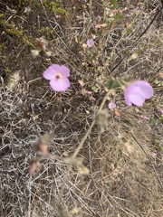 Malacothamnus foliosus