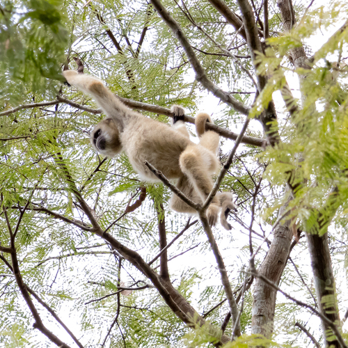キタムリキ