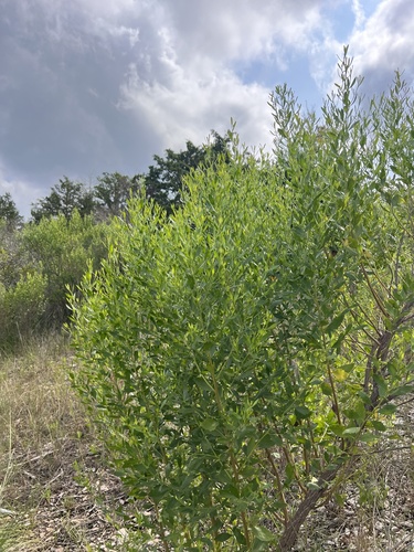 Baccharis halimifolia