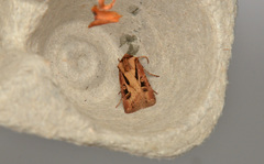 Agrotis vancouverensis