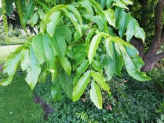 Pterocarya fraxinifolia