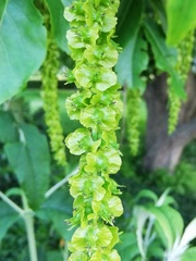 Pterocarya fraxinifolia