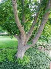 Pterocarya fraxinifolia