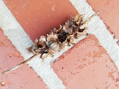 Pterocarya fraxinifolia