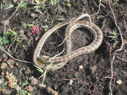 Photo of a Longtail Alpine Garter Snake (Thamnophis scalaris)