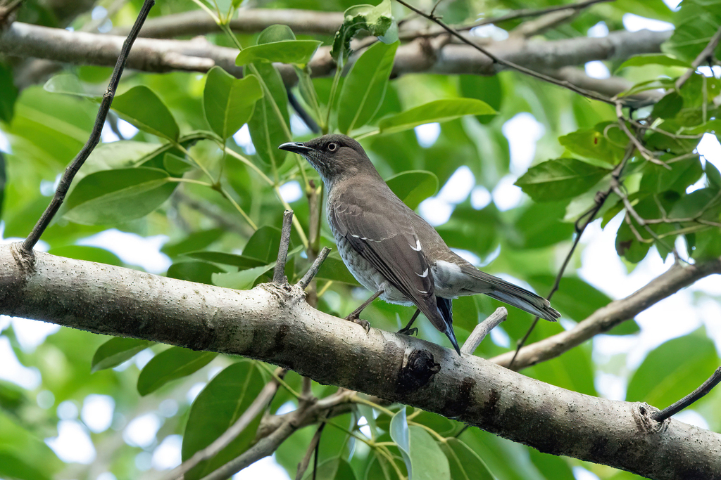 Scaly-breasted Thrasher