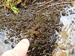 Sarmentypnum exannulatum