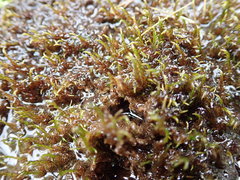 Sarmentypnum exannulatum