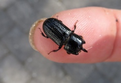 Sinodendron cylindricum