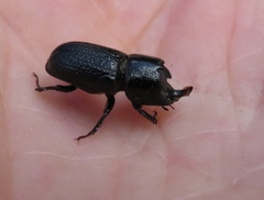 Sinodendron cylindricum