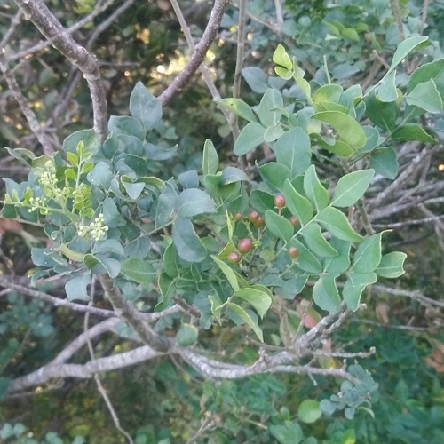 Image of Clausena anisata by (c) Henry de Lange, some rights reserved (CC BY)