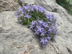 Campanula fenestrellata