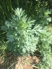 Artemisia absinthium