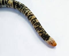 Amphisbaena fuliginosa