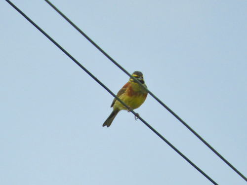 Escribano soteño (Emberiza cirlus)