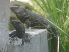 Ctenosaura acanthura