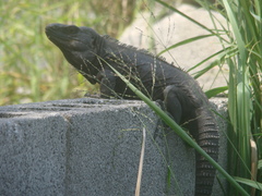 Ctenosaura acanthura