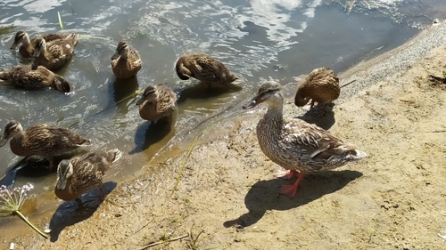 Mallard