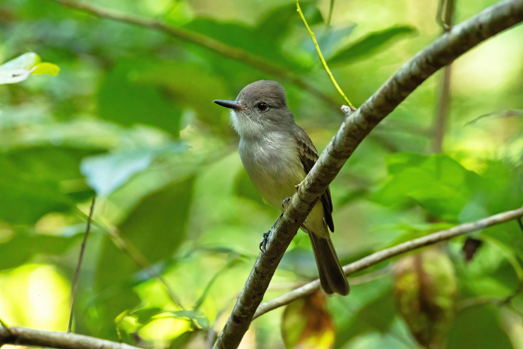 Lesser Antillean Flycatcher