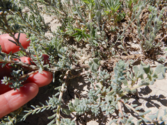 Suaeda calceoliformis