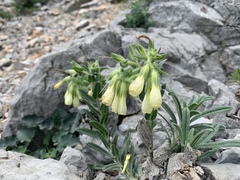 Onosma