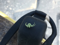Misumessus oblongus