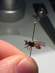 Lampria rubriventris